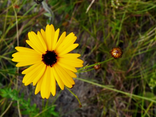 {Coreopsis linifolia}